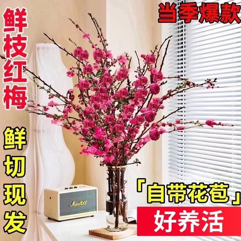 【年宵花 】水培红梅花桃花树干枝鲜花室内花卉雪柳盆栽切养M