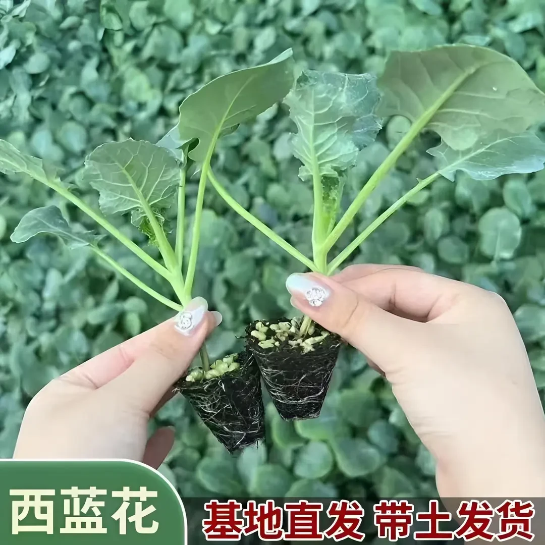 西兰花苗红菜苔苗大白菜苗有机花菜苗抗寒菜苗带土耐寒高产品质苗