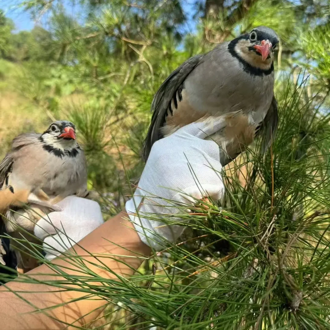 (顺鑫专属)农家散养咕咕鸡呱呱鸡小飞龙新鲜整鸡京东包邮
