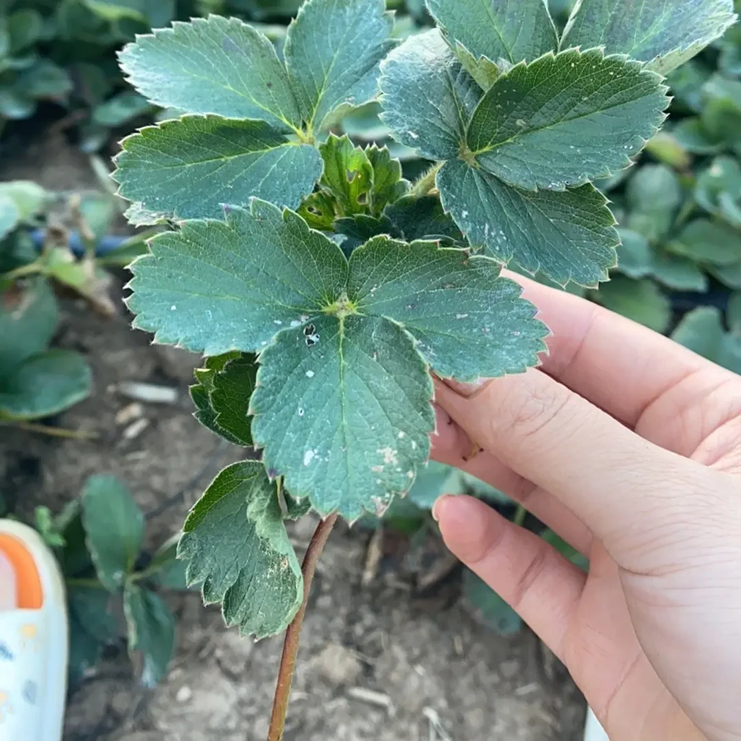 草莓苗混搭到手40颗 福利苗无售后