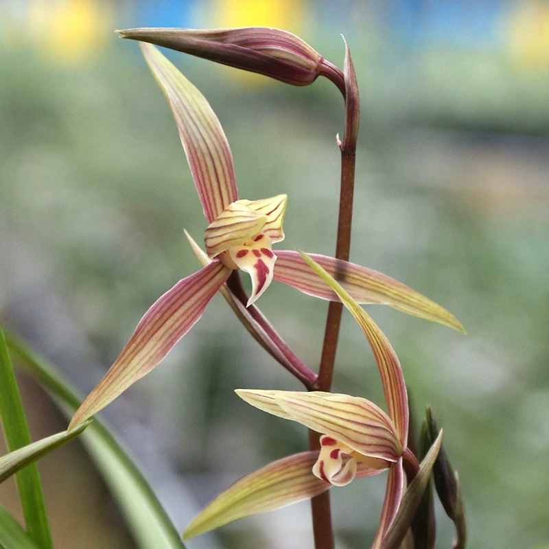 正宗兰花【春兰-仙山翠燕】浓香型带花苞名品室内客厅盆栽批发直播