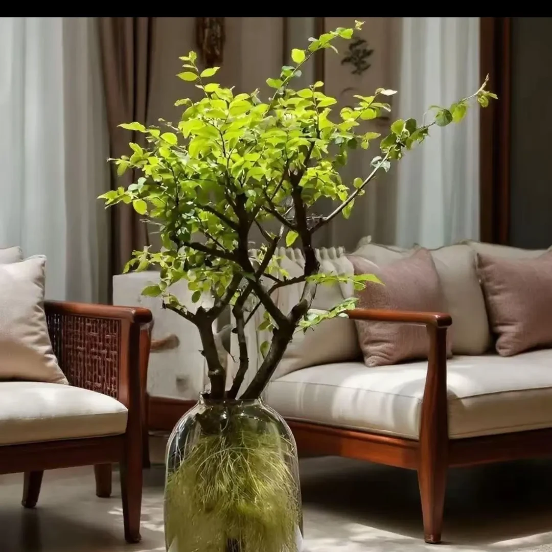 小叶女贞鲜切枝高端水培花材可生根长叶