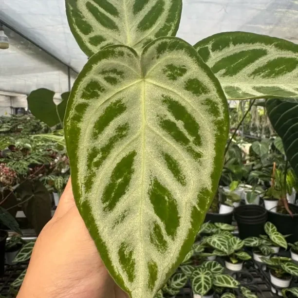 室内好养的银刷子花烛耐旱耐干绿植盆栽