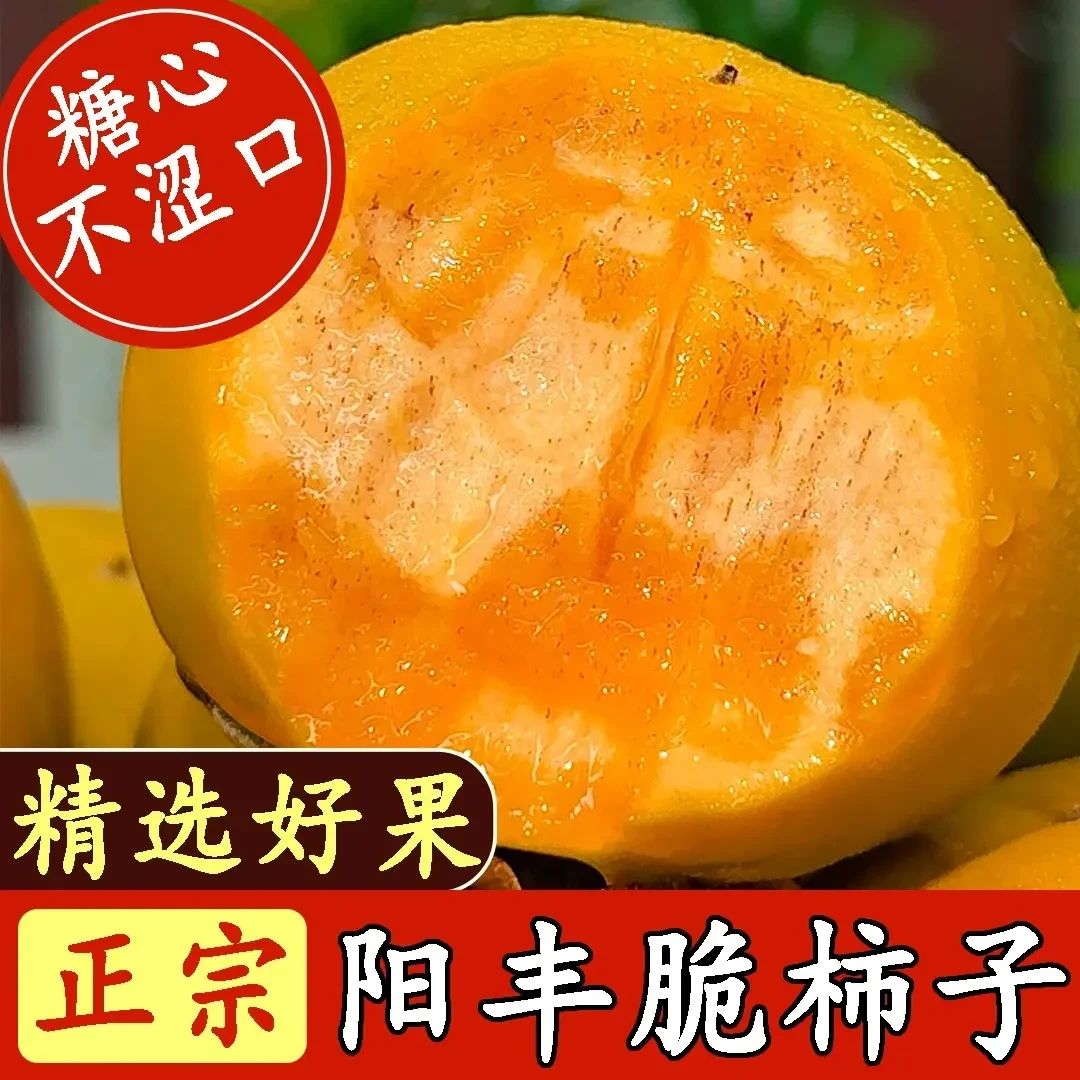 【直播专享】新鲜采摘2025年香甜多汁山西阳丰脆柿果园直发