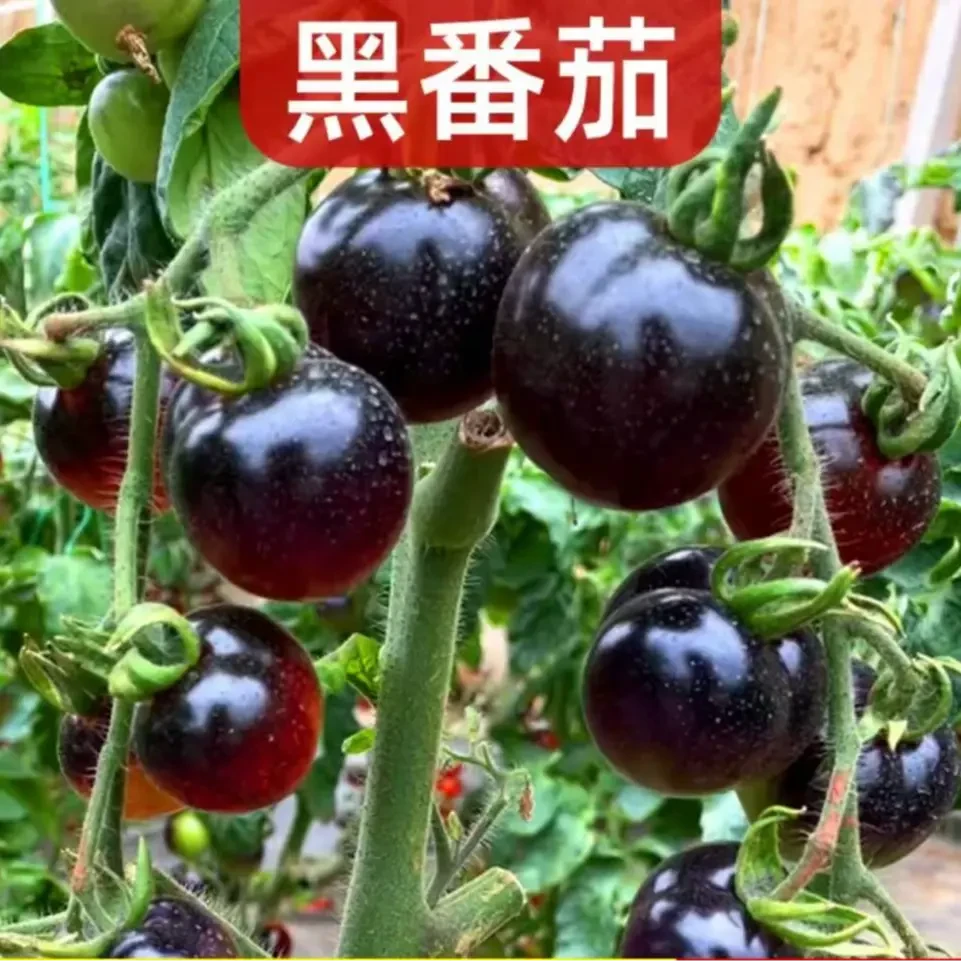 【山东寿光市正版黑番茄苗】基地直发阳台盆栽小院均可种植商品图