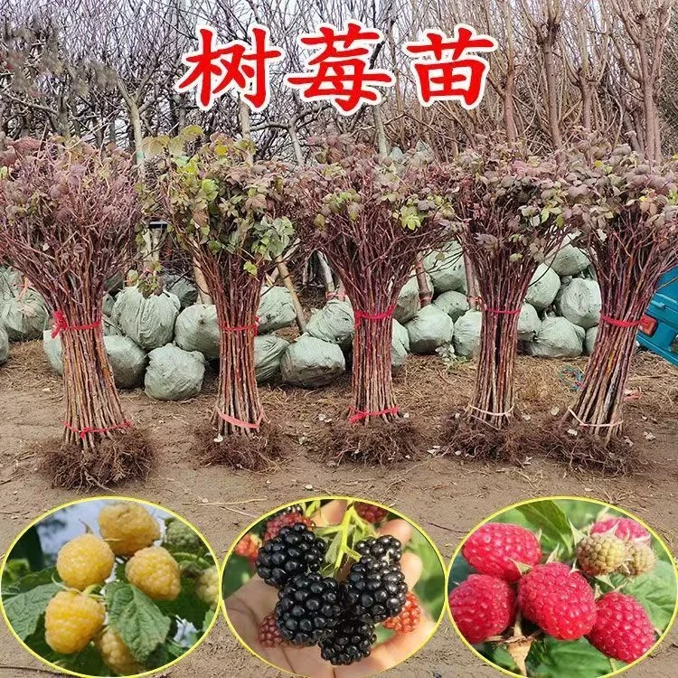 【现挖现发】四季结果树莓苗覆盆子苗南北方种植盆栽地栽果树苗