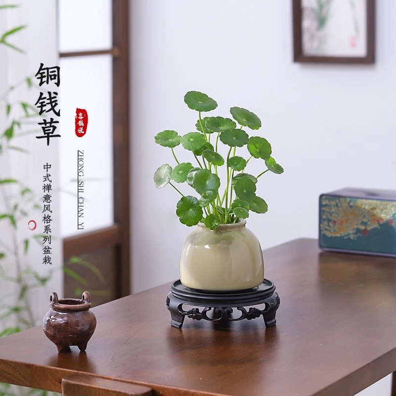 铜钱草盆栽室内小绿植客厅茶桌办公桌金钱草水培植物花卉绿植盆栽