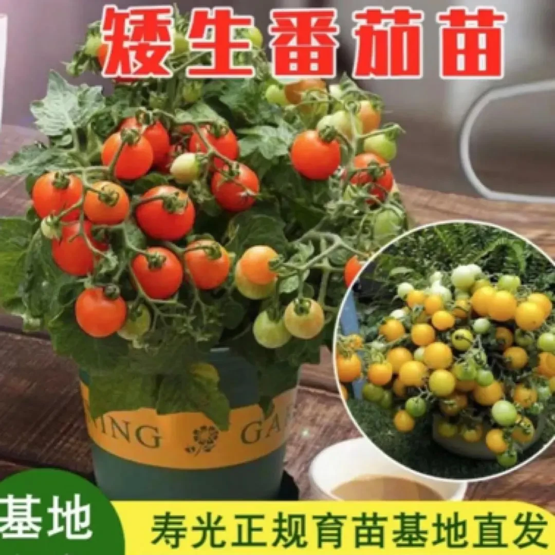 【正版矮生小番茄】矮生小番茄蔬菜红色黄色小番茄种植高产盆栽苗