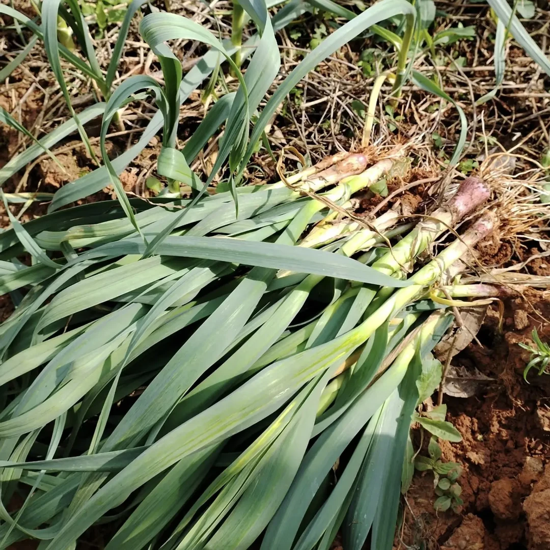 新鲜红根蒜苗农家自种露天大蒜叶现挖现发应季蔬菜蒜香味浓郁