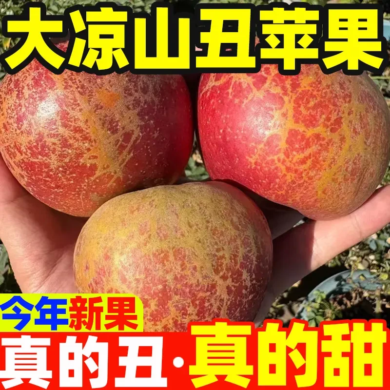 正宗大凉山丑苹果冰糖心苹果四川新鲜脆甜孕妇水果新鲜当季 lc