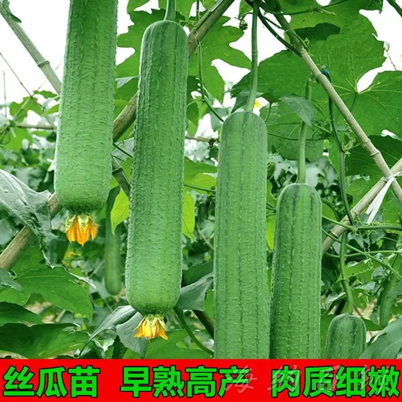 四季肉丝瓜苗带土发货高产特大长香丝瓜黄瓜苗西瓜苗庭院阳台秧苗