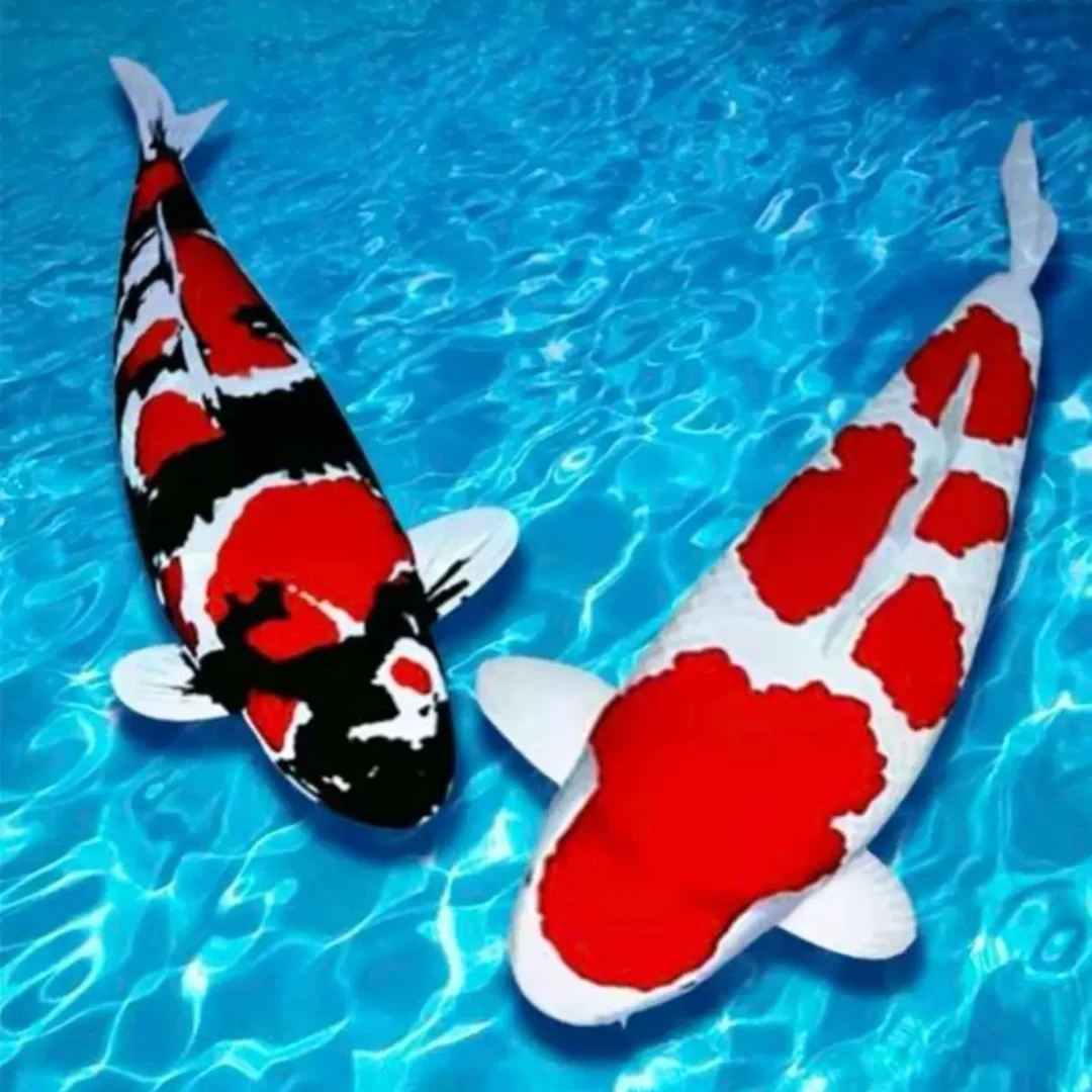 观赏鱼锦鲤冷水鱼好养耐活不包邮不支持七天无理由退换