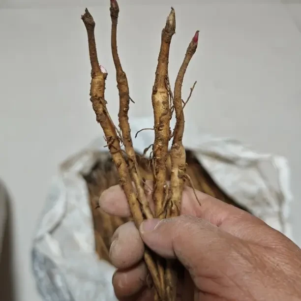 凤丹牡丹苗凤丹牡丹苗丹皮牡丹苗原产地发货