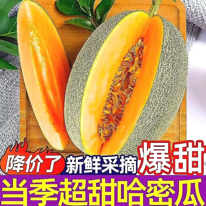 【新疆直发】吐鲁番火焰山多汁西州蜜25号哈密瓜新鲜水果新疆西州