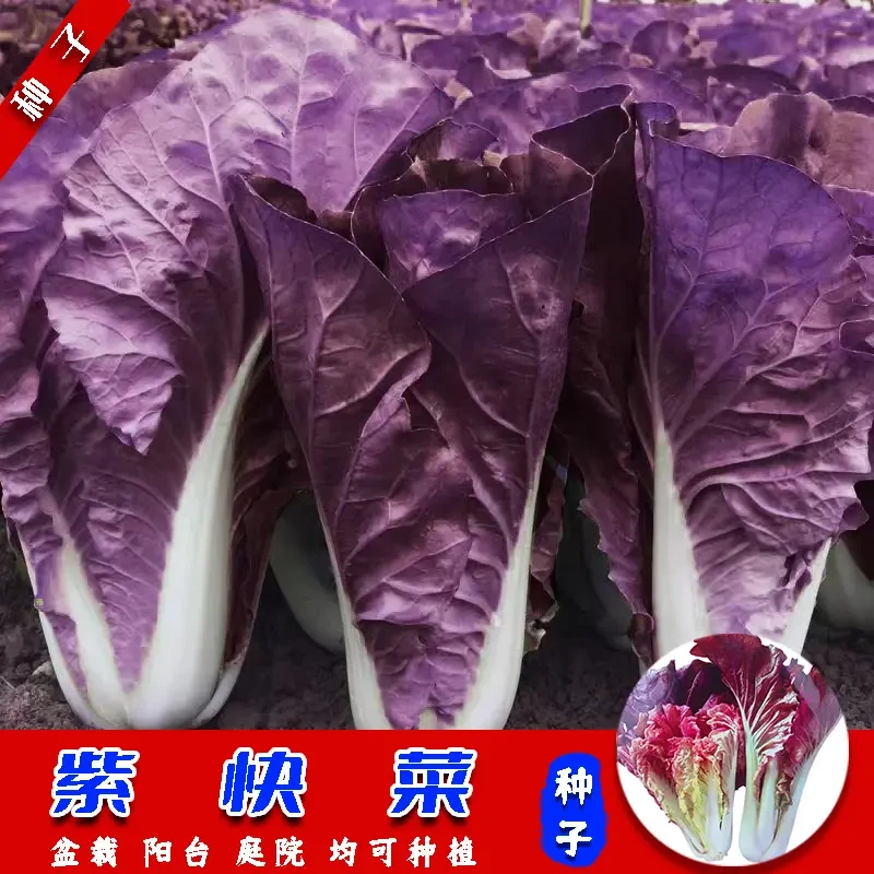 【紫快菜】奶油快菜种子四季阳台可种盆栽庭院小院香甜可口