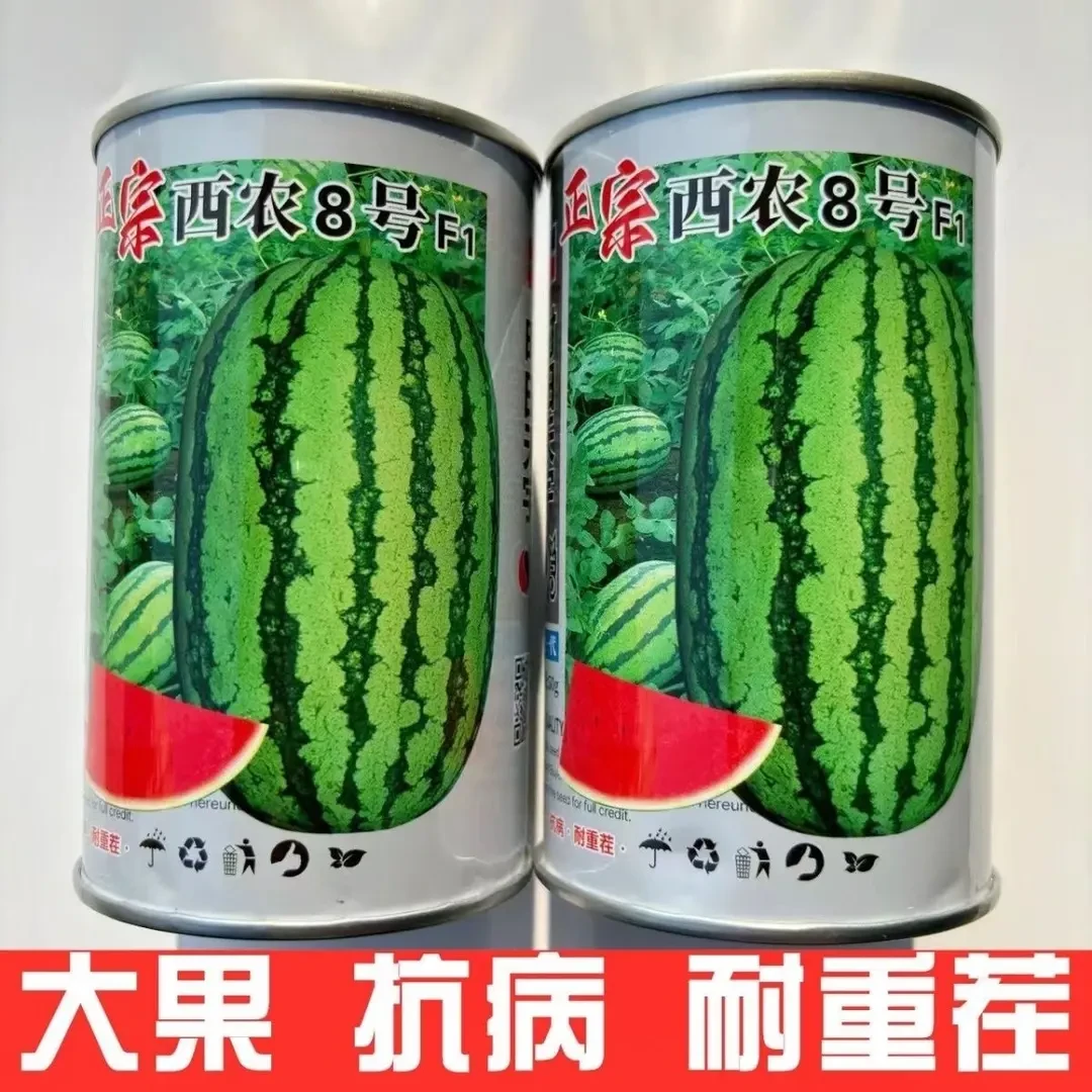 正宗西农8号西瓜种子抗病耐重茬薄皮甜脆特大少籽冰糖麒麟瓜种籽
