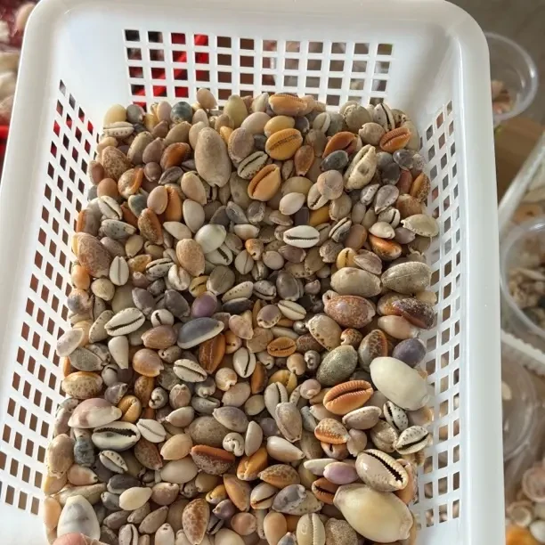 宝螺福袋/天然海螺贝壳/贝壳画手工摆件