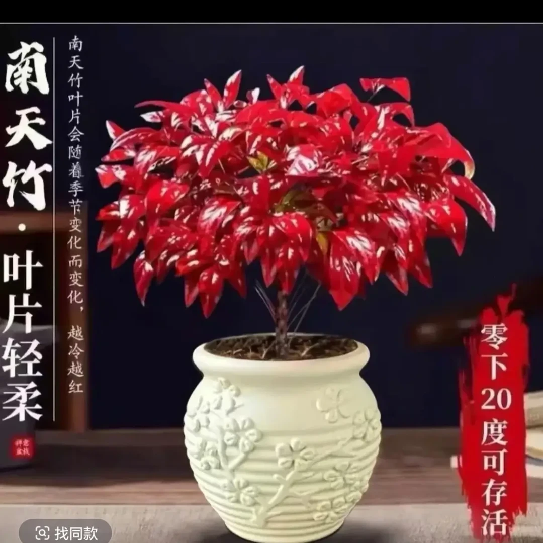 火焰南天竹【带盆发货】耐寒盆栽室外绿植春绿冬红植物盆景