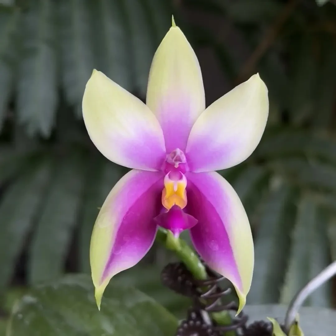 原生 【火贝】【印地狗交珍妮弗】浓香型超香 1.7杯