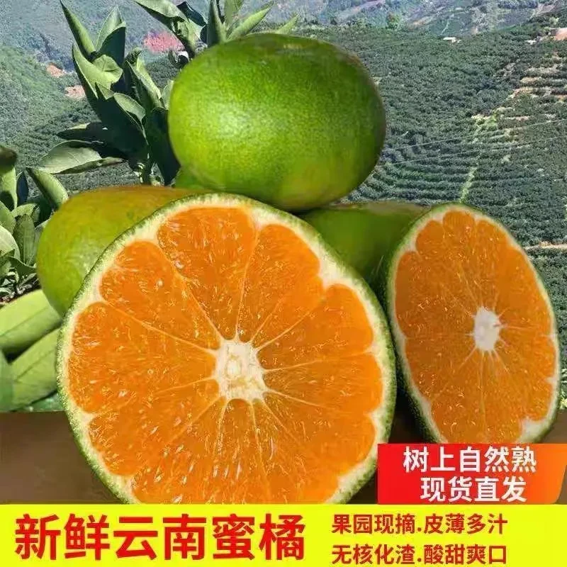 云南蜜橘特早熟当季新鲜孕妇水果酸甜桔子无籽青皮橘子蜜桔薄皮