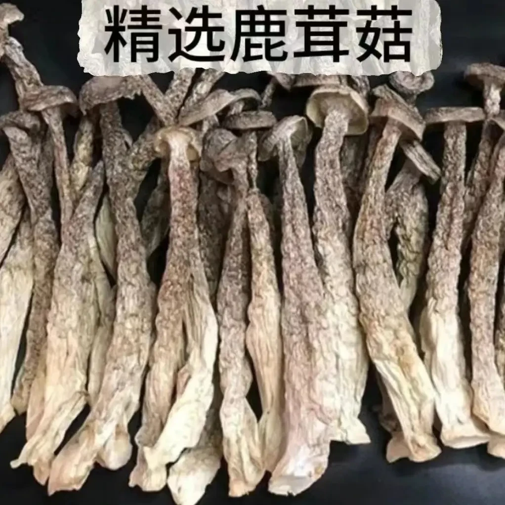 湖南湘西鹿茸菇干货高山食用菌可干锅爆炒的新鲜食材