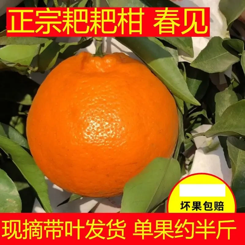 正宗四川春见耙耙柑新鲜应季水果丑橘柑橘孕妇柑桔整箱5/8斤