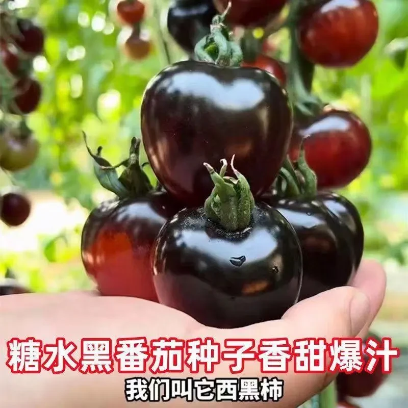 (拍2发3)黑钻石小番茄种子阳台盆栽西红柿种孑番茄苗蔬菜籽种四季