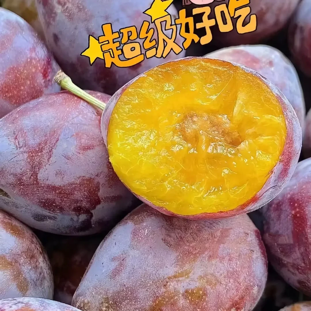 新鲜当季现摘水果西梅正宗新疆喀什法兰西西梅脆甜多汁250克左右