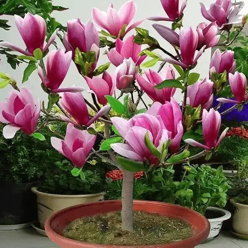 盆栽地栽矮化玉兰盆栽花卉玉兰花树苗驱蚊驱虫四季开花耐寒耐热