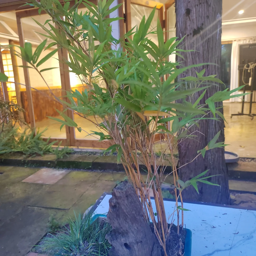 【一物一拍】水培观音竹盆景适合茶室桌面摆放的盆栽