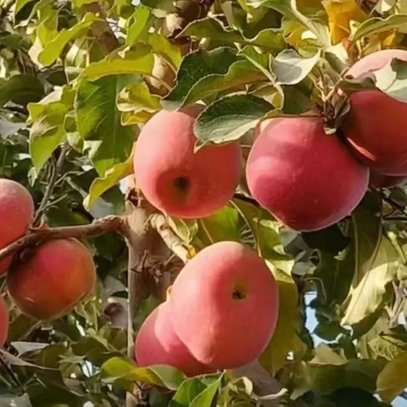 新疆阿克苏冰糖心苹果新鲜现摘水果