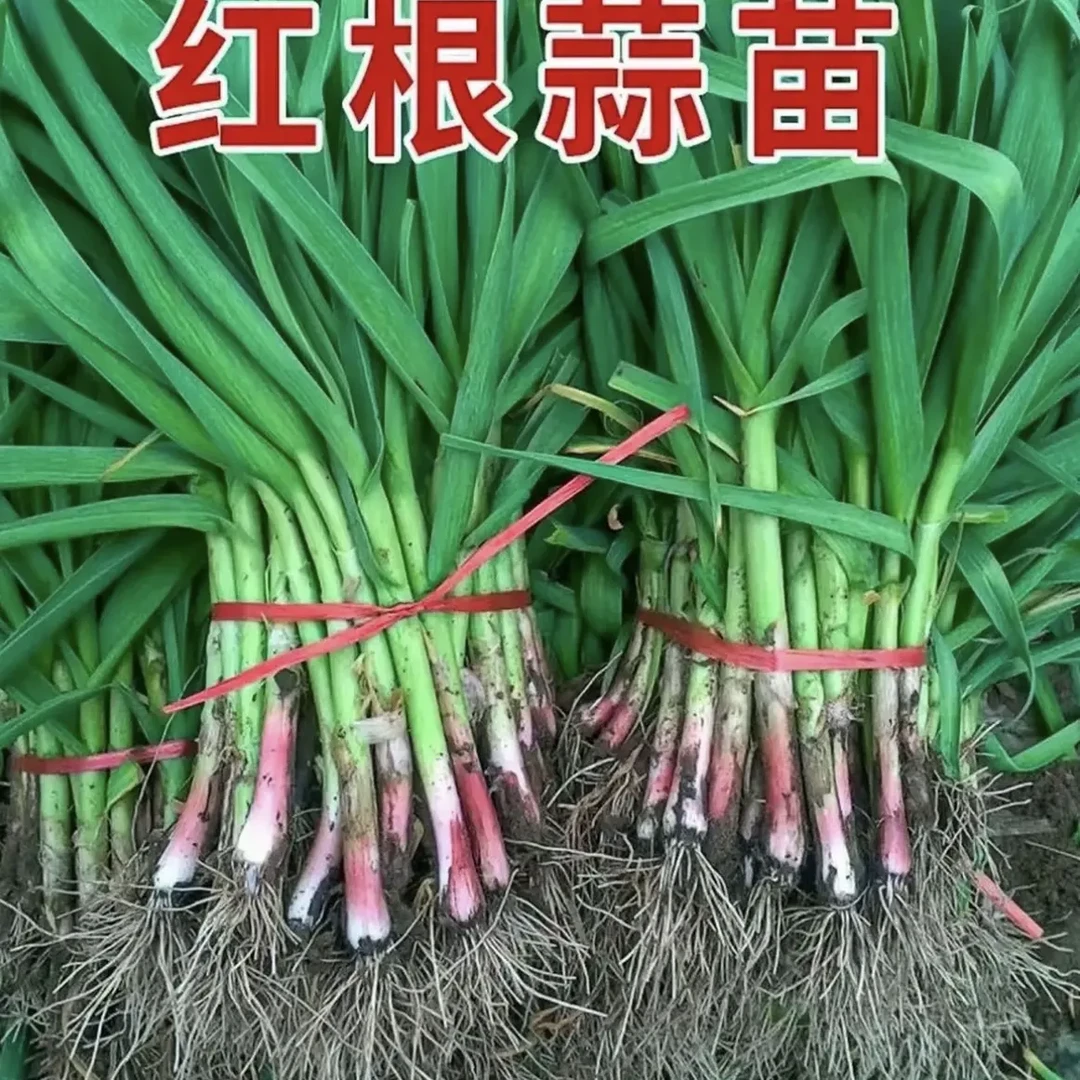 现挖露天红根蒜苗新鲜蒜香味应季蔬菜