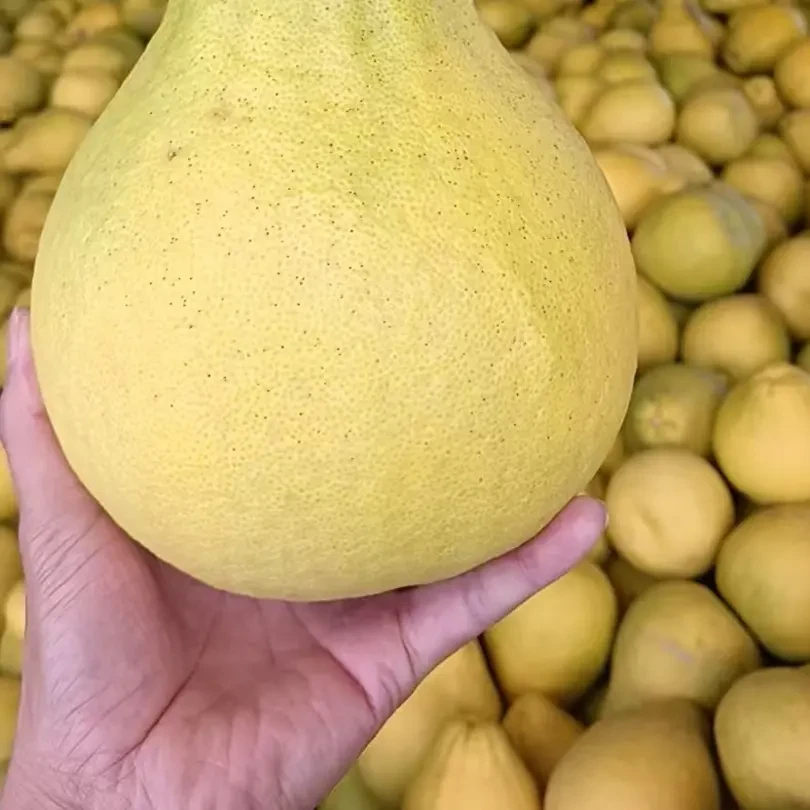 正宗江永沙田柚老树柚子无酸新鲜水果产地直发清香多汁