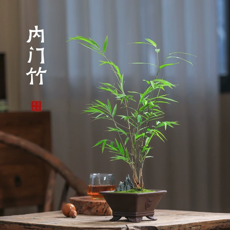 内门竹盆栽名贵竹子苗室内庭院绿植四季常青好养易活真竹子盆景