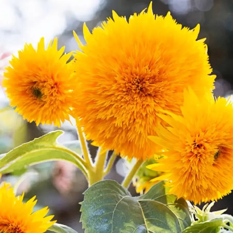 玩具熊向日葵种子观赏矮向花阳台盆栽春夏秋四季播籽花卉食用