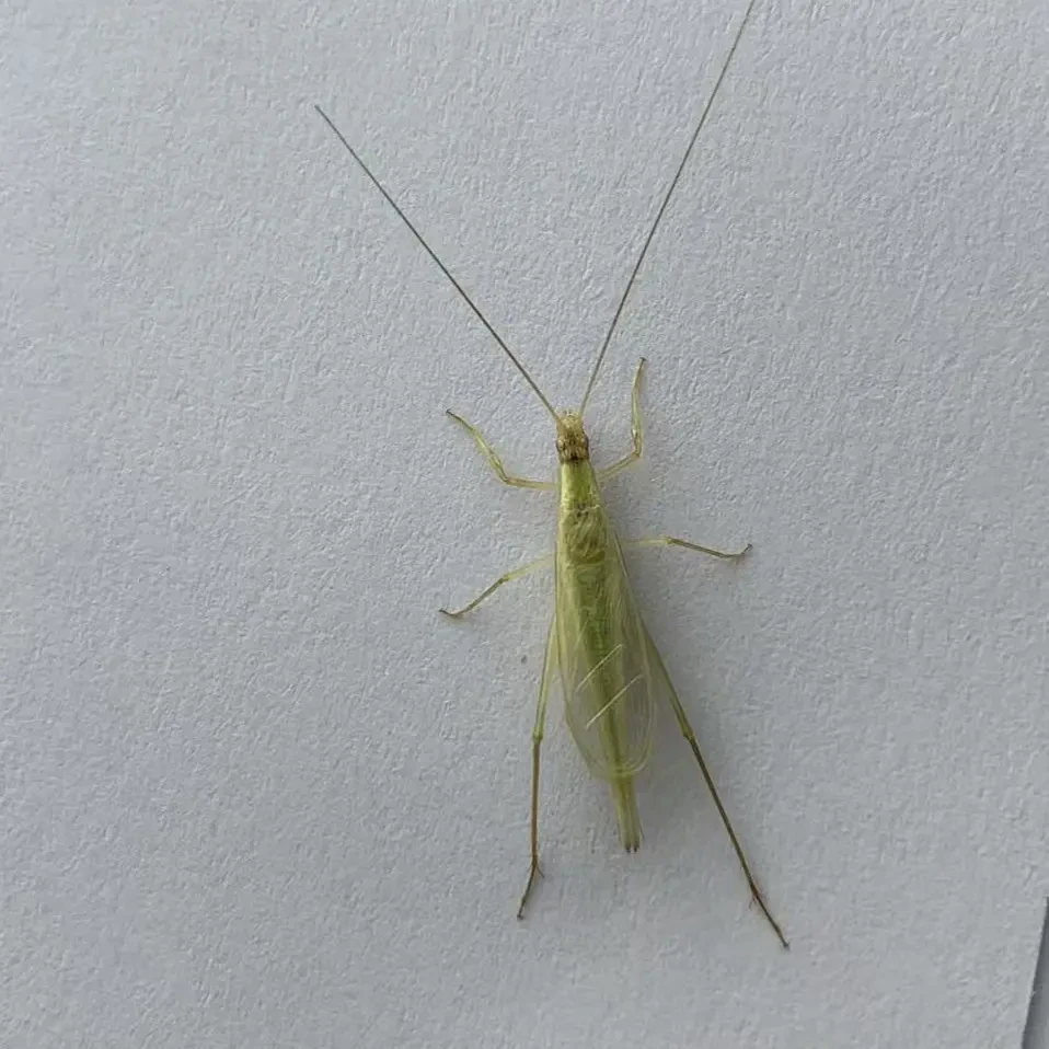 老陈鸣虫 竹蛉2只 声音好听的鸣虫 包邮