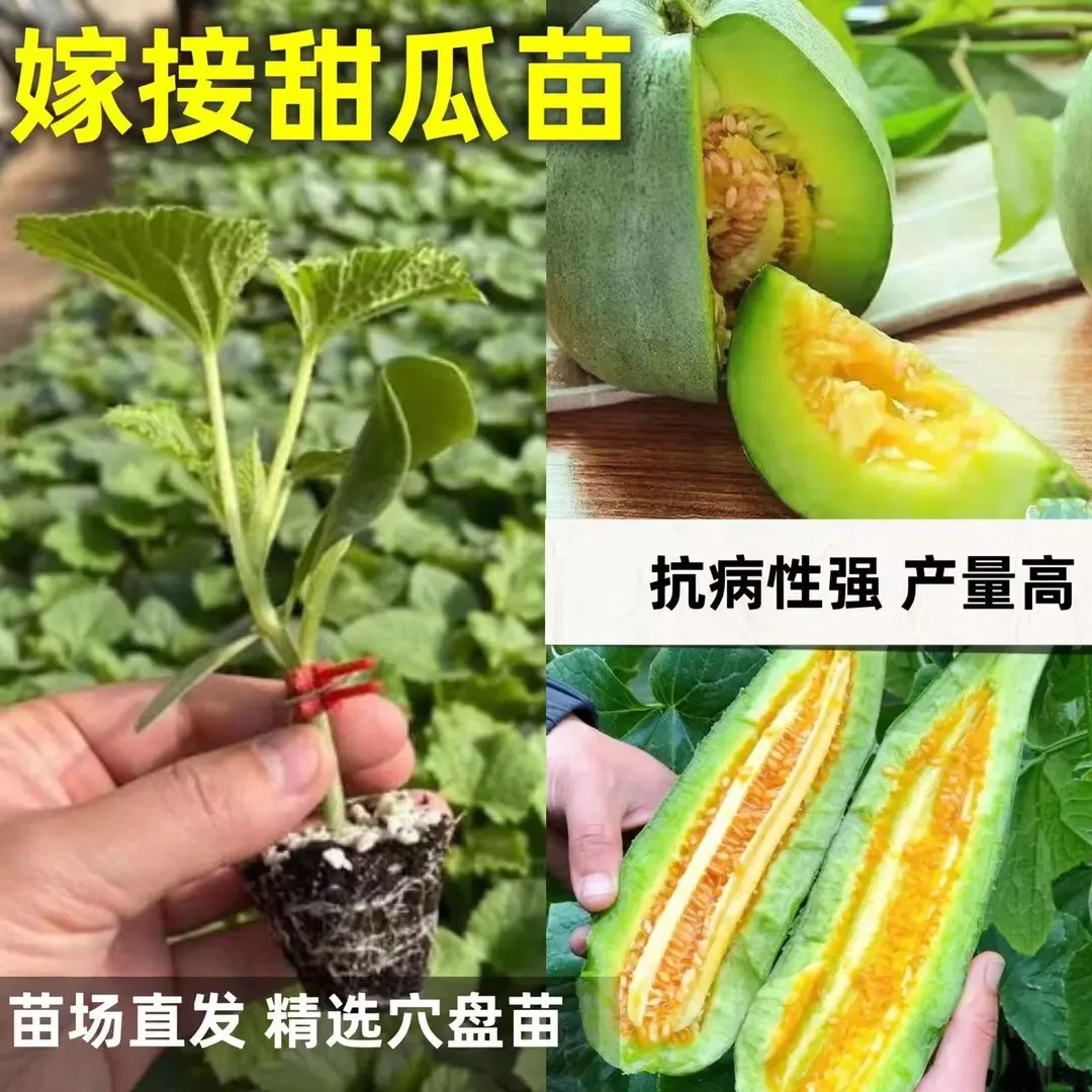 嫁接超甜羊角蜜绿宝石蜜罐冰糖哈密瓜苗早熟超甜盆栽甜瓜庭院种植