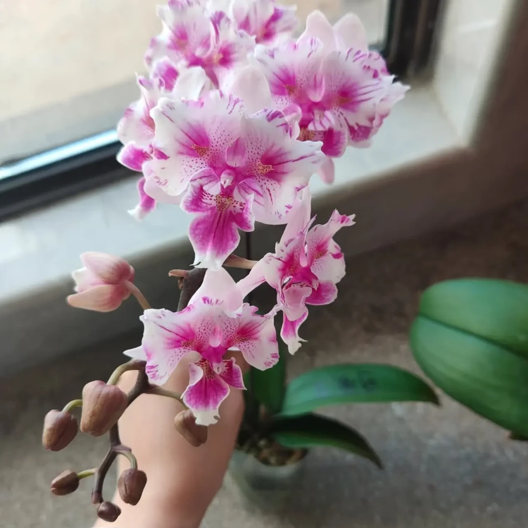 【可爱多两眼】3.0寸双剑开花株
