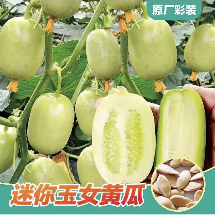 玉女黄瓜种子水果黄瓜小阳台盆栽庭院蔬菜四季