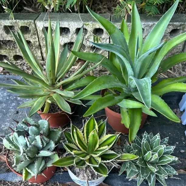 笹之雪龙舌兰科大型沙生多肉植物室内外盆栽庭院阳台绿植五棵组合