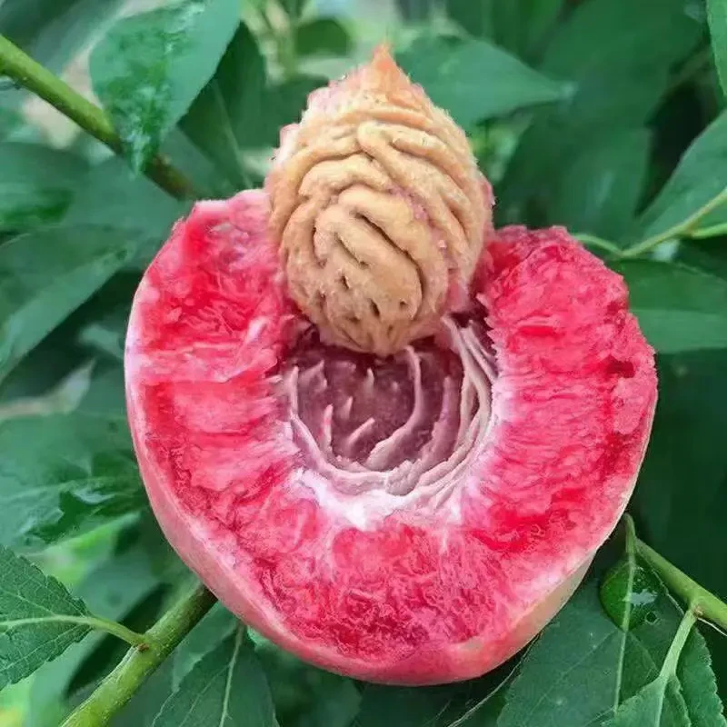 【中华血桃】2025年老树红心血桃朱砂红胭脂红掰两半无坏果超大水果