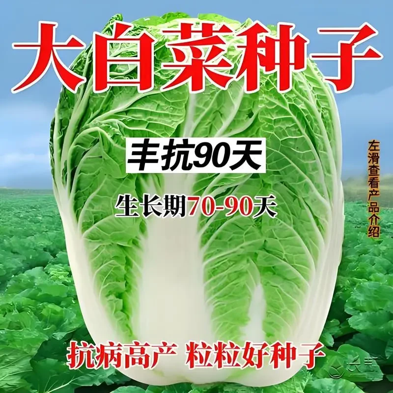 【五袋包邮】丰抗90白菜种子白菜籽蔬菜山东白菜种孑冬季耐寒四季秋