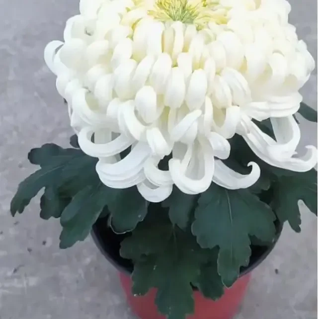 【白国华】大花富贵菊 九月大菊盆栽开花好看