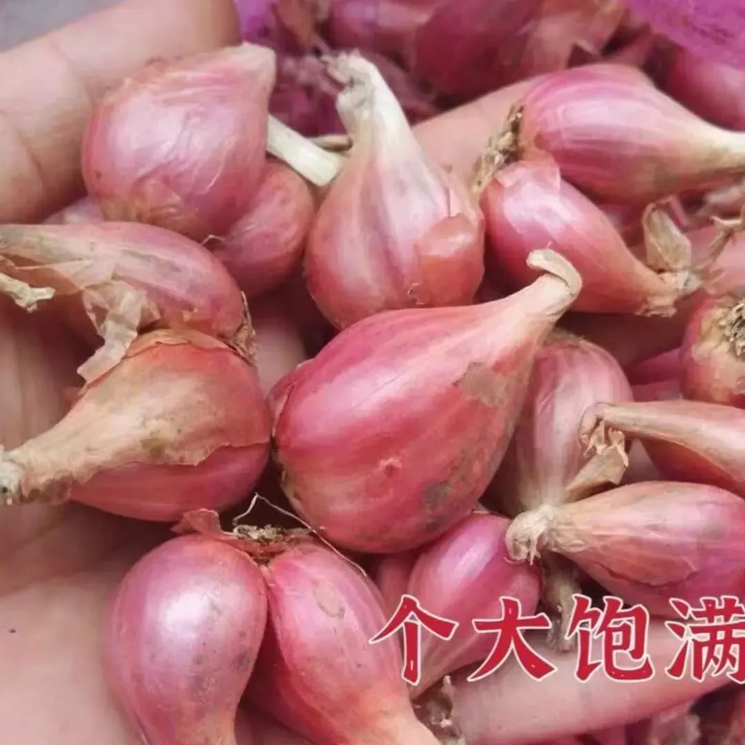 红葱头种四季葱头干新鲜葱头花盆栽红葱头种四季香葱火葱种子葱头