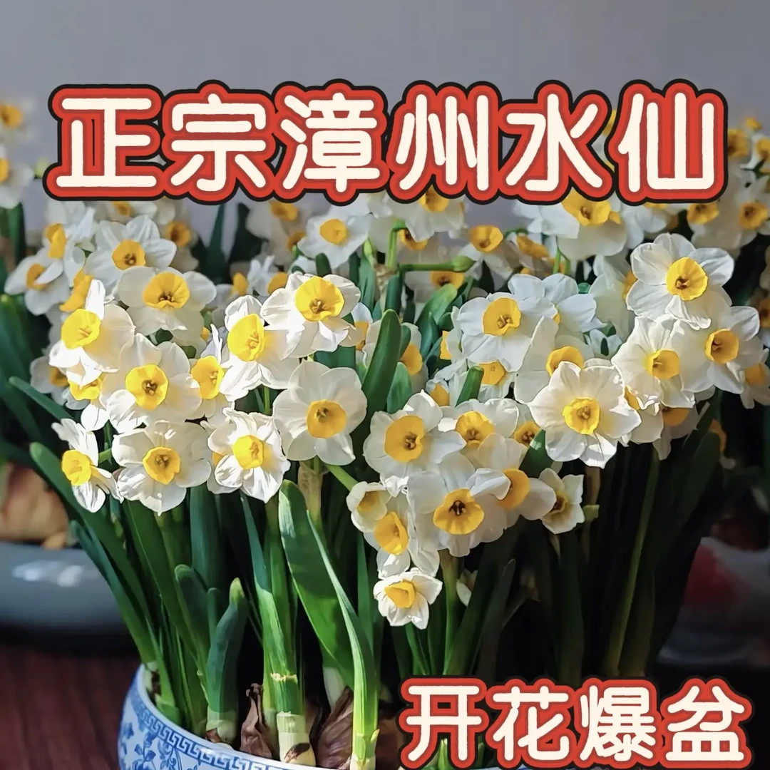 漳州水仙花种球冬季室内水培浓香型好养花卉盆栽