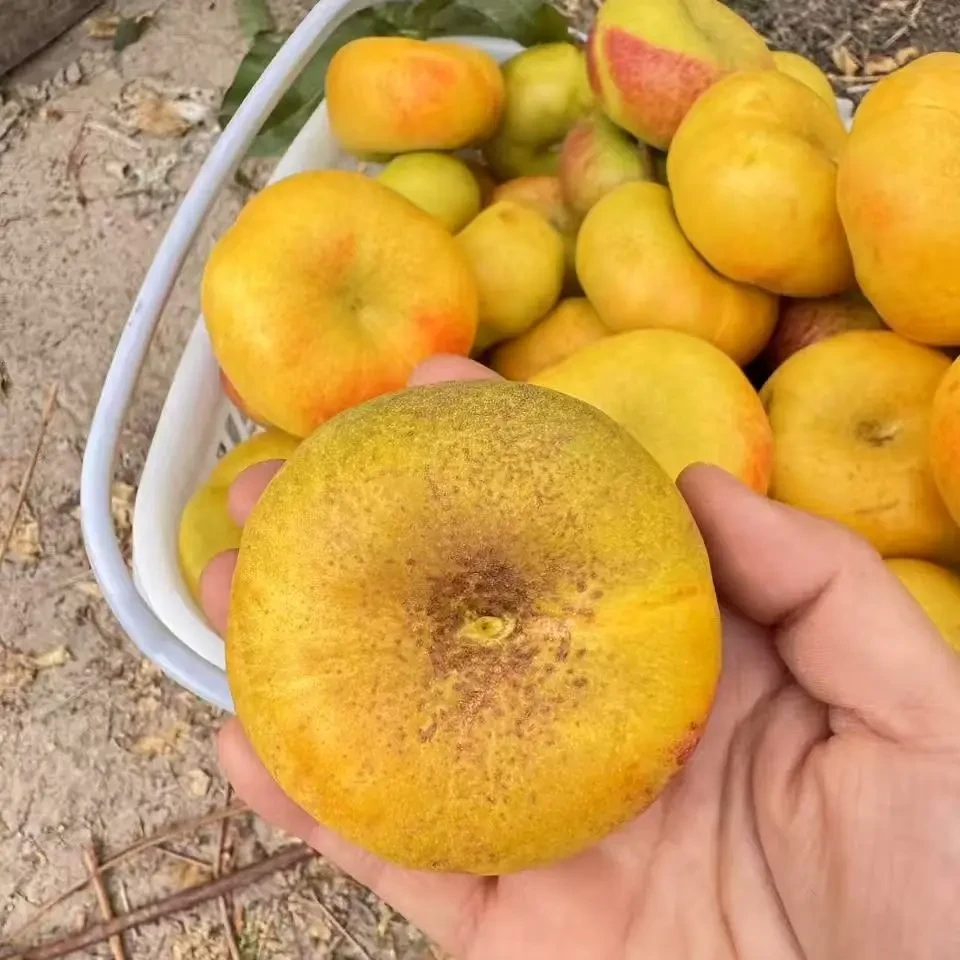【次日达】新疆新鲜香甜麻油丑蟠桃当季水果坏果包赔包邮新疆维吾尔自治区