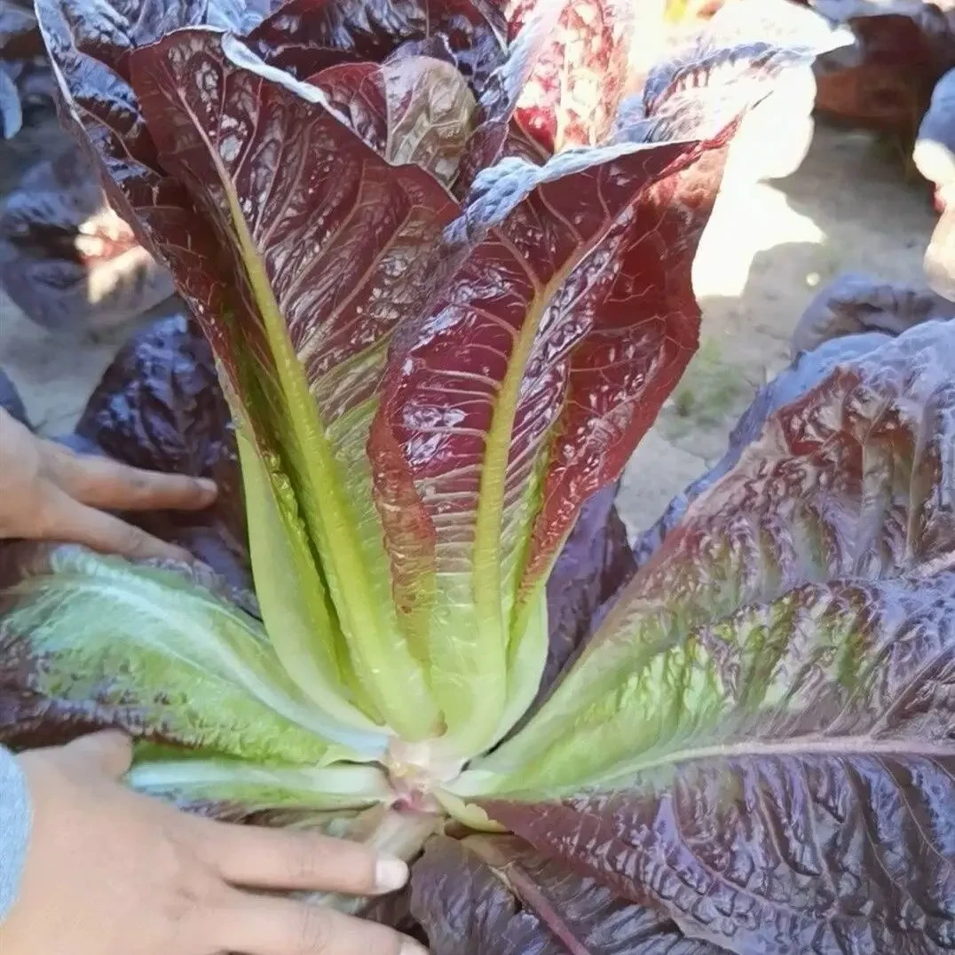 【开春种植】正品奶油紫孔雀菜种子紫罗马生菜生菜种籽四季种高钙营