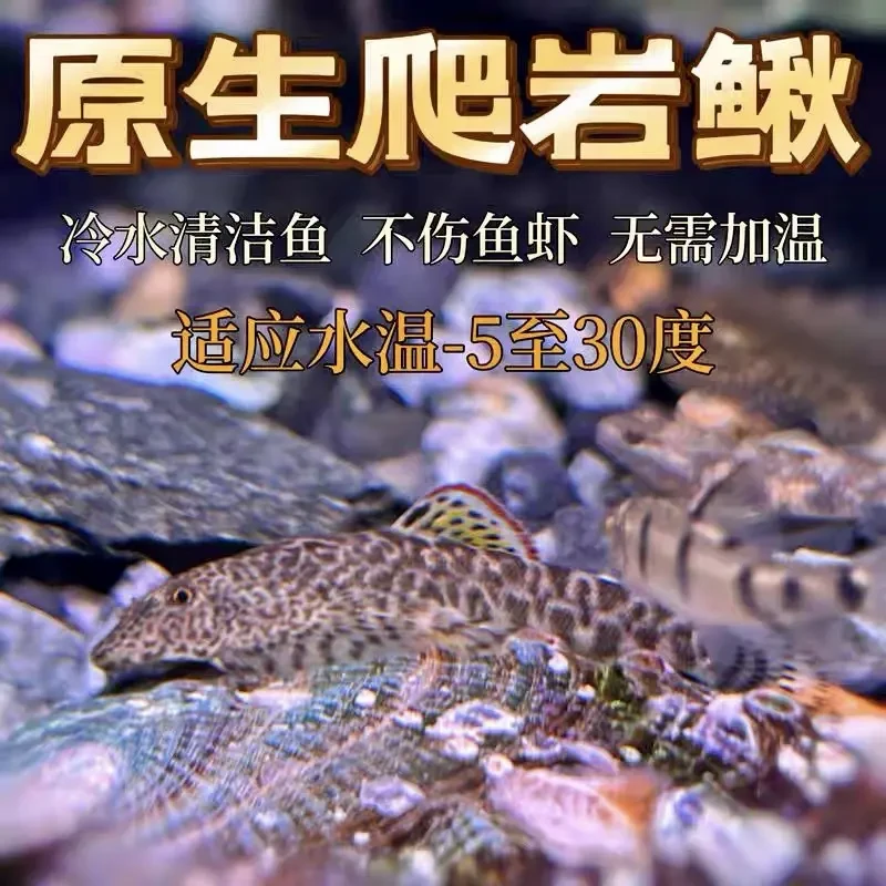 中华爬岩鳅双吸盘爬岩鳅冷水清洁工淡水工具鱼擦玻璃吃垃圾