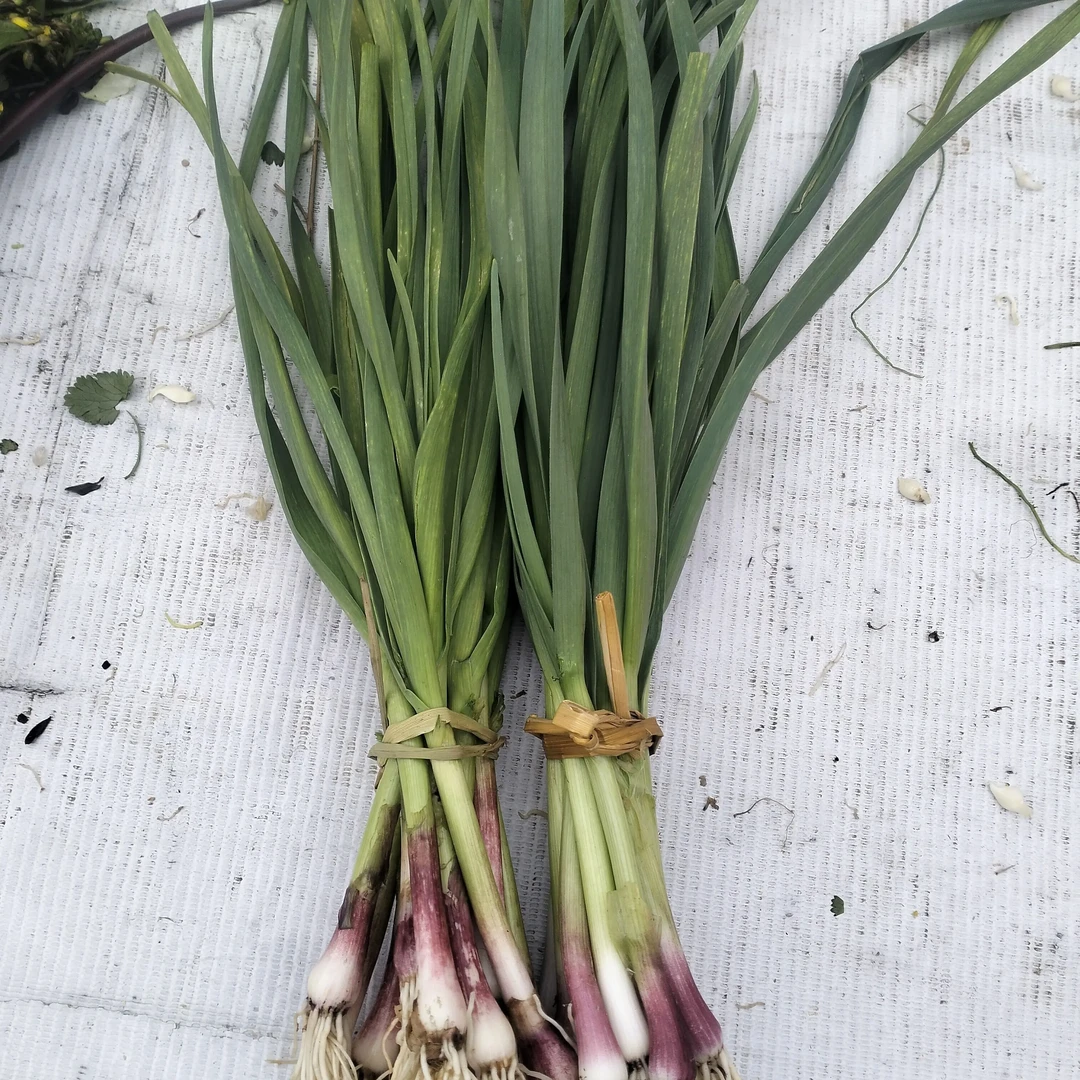 新鲜现挖红根蒜苗蒜香味浓郁绿色蔬菜