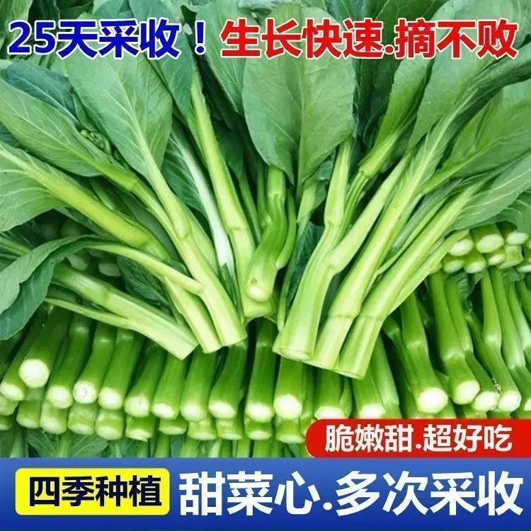 四九菜心种子25天速生甜菜心菜苔籽四季阳台盆栽种耐热蔬菜种子
